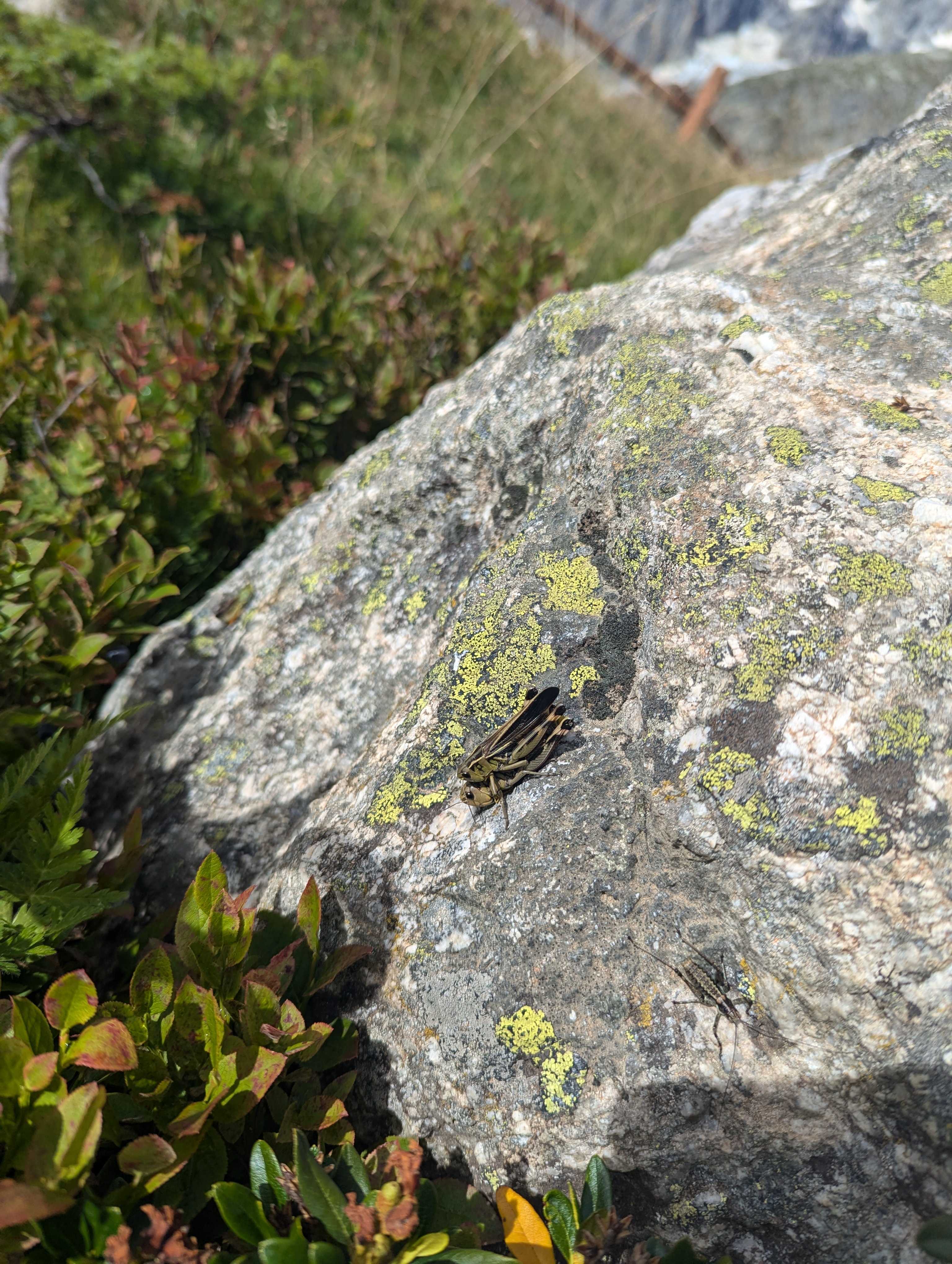 Two grashoppers playing piggy back